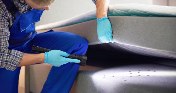 Best Wasp Removal Services  in Boles Acres, NM