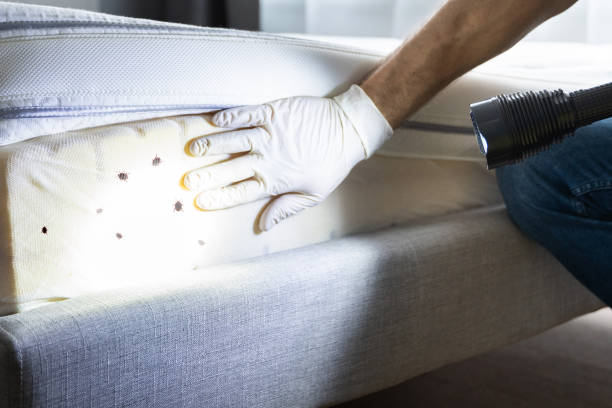 Pest Prevention Services in Boles Acres, NM