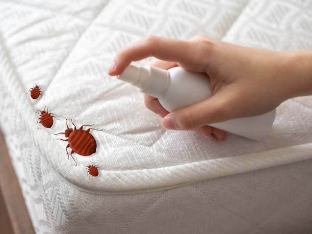 Best Affordable Pest Control Services  in Boles Acres, NM
