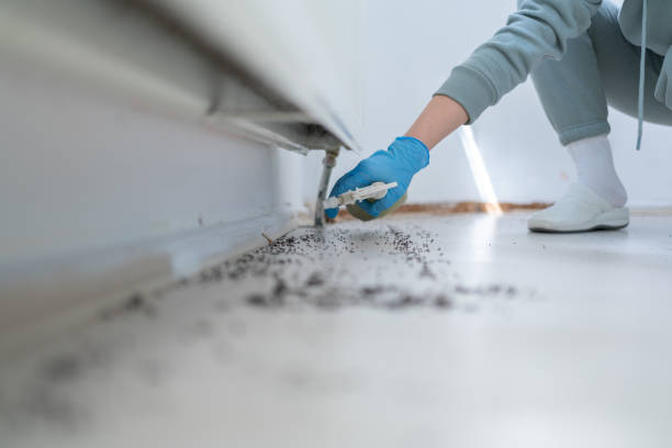 Best Affordable Pest Control Services  in Boles Acres, NM